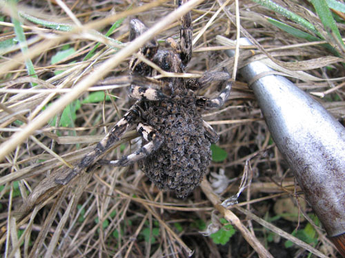 Lycosa tarantula